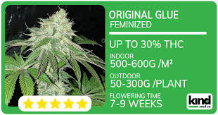 Exploring the Best Options for Cannabis Seeds Alabama Exploring the Best Options for Cannabis Seeds Alabama