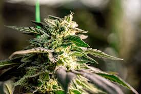 Exploring the Best Options for Cannabis Seeds Alabama Exploring the Best Options for Cannabis Seeds Alabama